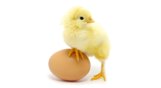 Chick on egg-6e1c1ce5