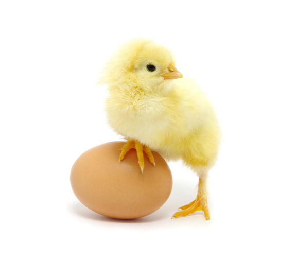 Chick on egg-6e1c1ce5