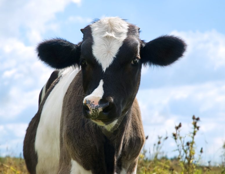Black and white young cow over a blue sky background