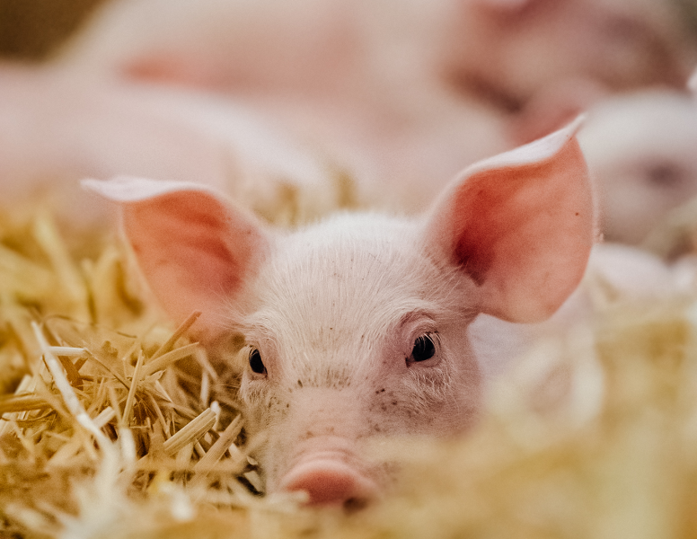 young-piglet-in-agricultural-livestock-farm-2022-12-06-23-29-12-utc