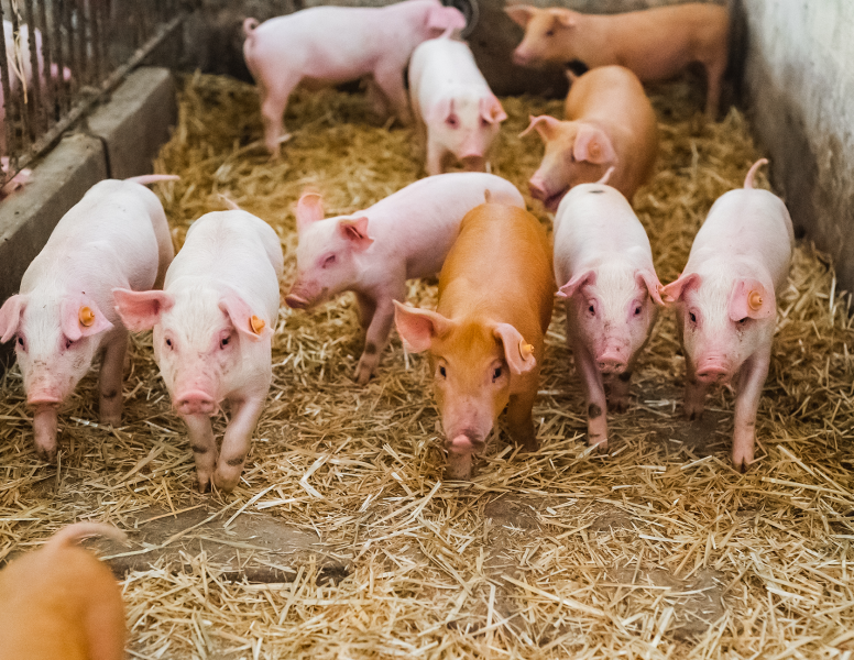 young-piglets-in-agricultural-livestock-farm-2022-12-06-23-29-38-utc
